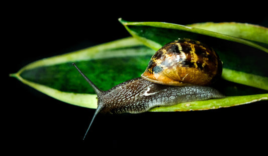 Wie wird das Schneckenschleim gewonnen?